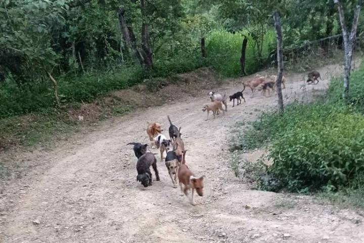 Empeora el abandono de perros y gatos en las calles de Huejutla: activista