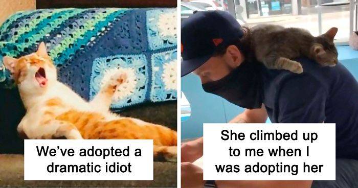 49 Most Wholesome Rescue Pet Photos Of The Month