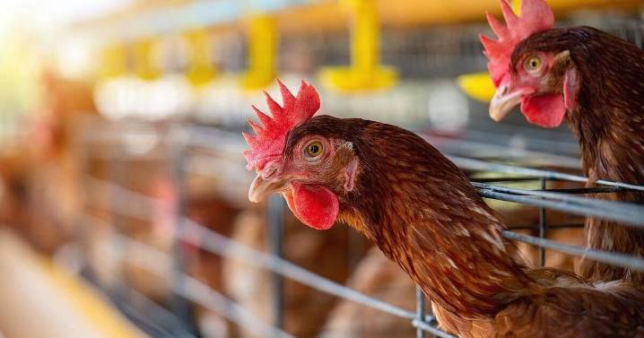 Washington Patient Dies After Rare Bird Flu Infection