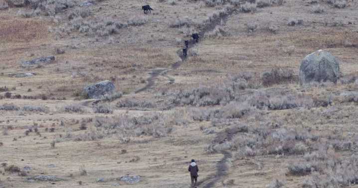 Photographer captures wolf encounter in Yellowstone National Park