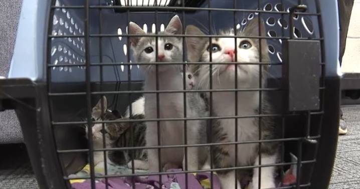 Pets on Set: The Mall Kittens