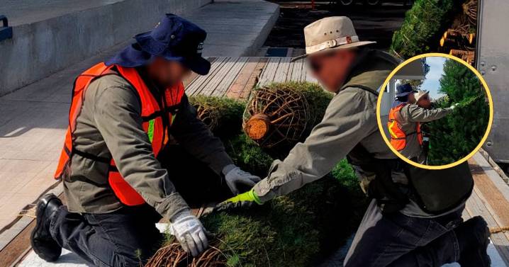 Profepa revisará árboles navideños importados: Estos son los puntos vigilados