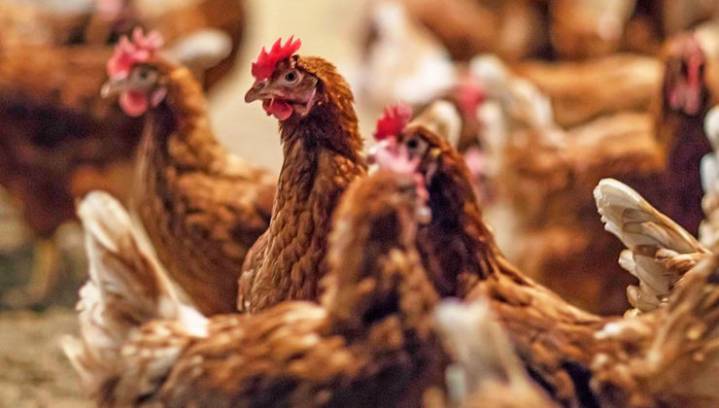 Amplían el confinamiento de aves de cría a todas las granjas de España por la gripe aviar