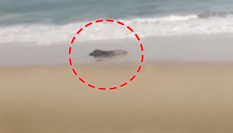 Crocodile Sightings Trigger Alarm Along Konark