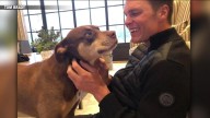 Meet Junie, Tom Brady’s cloned dog
