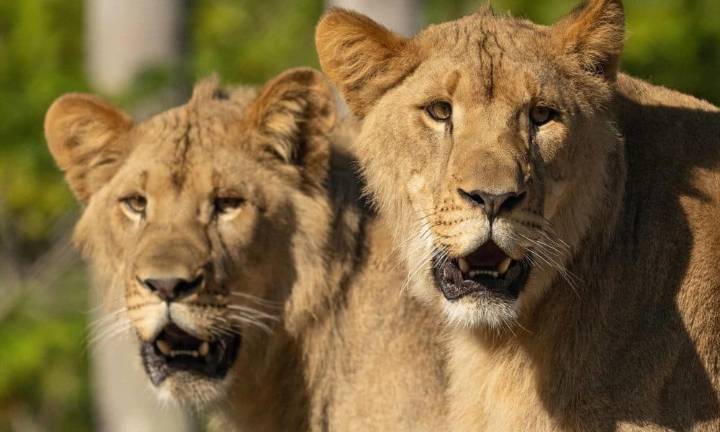 El Zoo de Miami recibe a dos leones tras breve ausencia de la especie de sus instalaciones