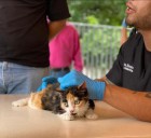 Más de 50 perritos y gatos recibieron atención veterinaria gratuita