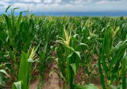 El agro en alerta, entre el alivio y la preocupación: así impactarán las tormentas del fin de semana en los cultivos