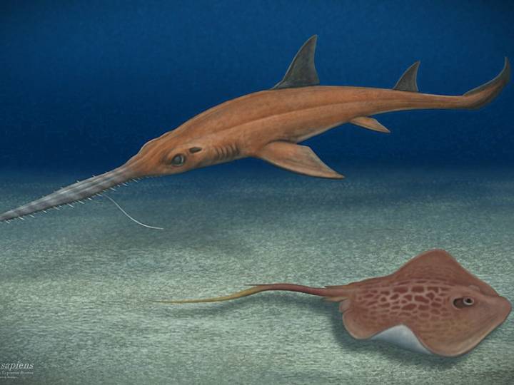 Científicos descubren dos nuevas especies fósiles para el mundo