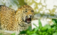 Understanding the Surge in Leopard and Tiger Attacks on Humans