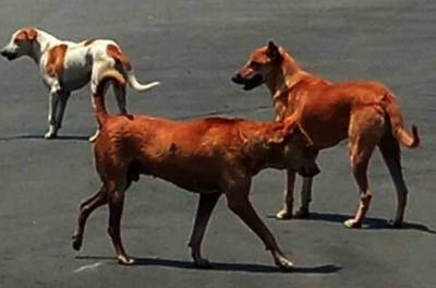 SC to decide on stray dog feeding by institutional staff November 7