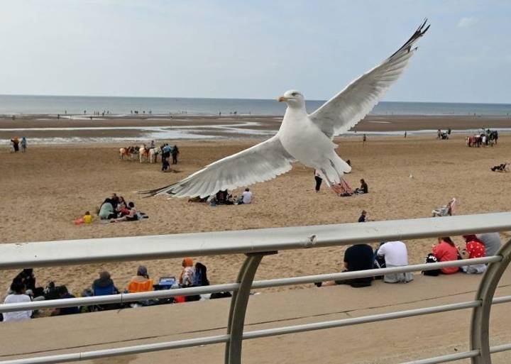 How to save your food from seagulls? Shout at them, researchers say