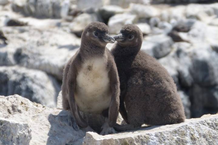 Especialistas analizan impacto ambiental que pone en riesgo al pingüino de Humboldt