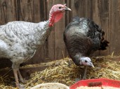 En Maine no habrá pavos para Acción de Gracias: piden no consumirlos por químicos cancerígenos hallados en especímenes salvajes