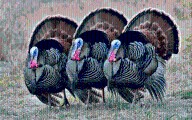 Wildly Successful: Turkey