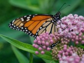 Trump administration seeks to roll back protections for imperiled species and habitat