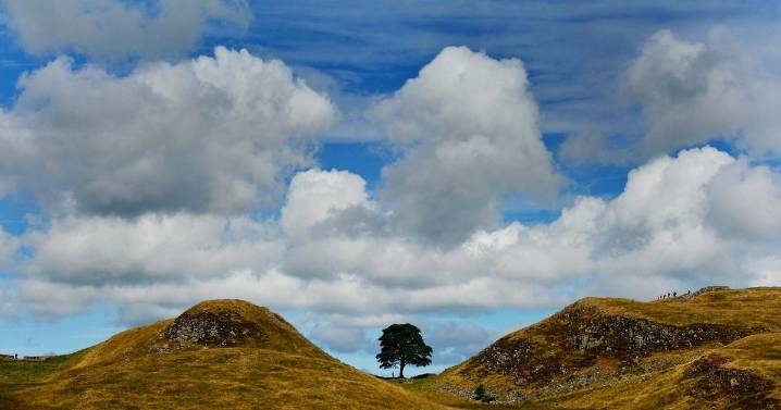 How the legacy of iconic Sycamore Gap tree is set to live on in Coventry
