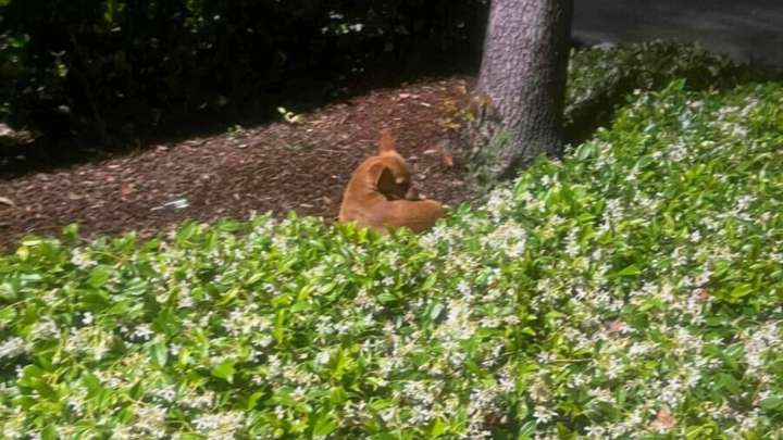 California Rescuers Stay By Abandoned Pup’s Side Until She’s Finally Ready To Trust Again