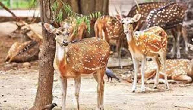 Security breach at newly inaugurated Puthur zoological park: 10 deer mauled to death by stray dogs