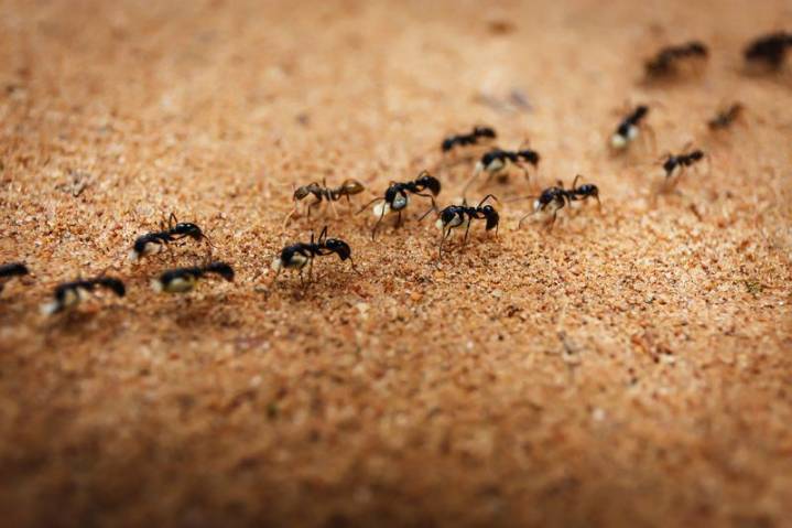 25-year-old Telangana woman dies by suicide over fear of ants