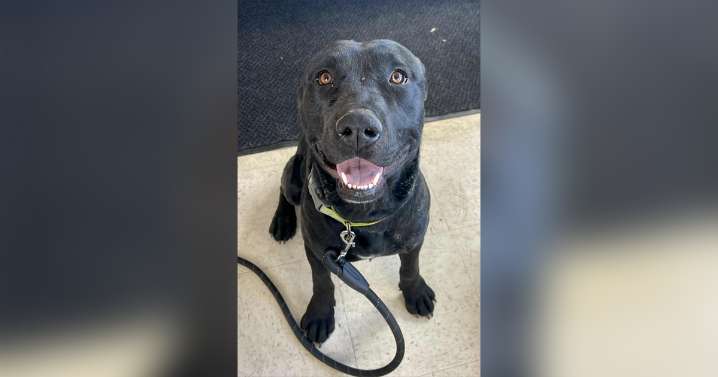 Adorable Adoptables: Luna, Willie, Gauge