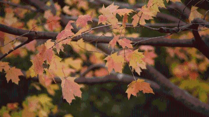 Fall in the Ozarks returns to a mild mode this week