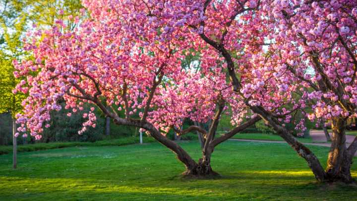 The Essential Garden Task That Protects Your Cherry Tree In Cold Winter Temps