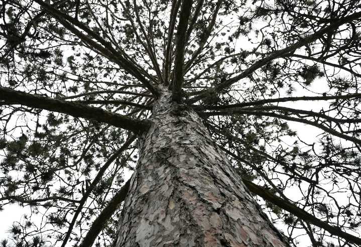 The biggest trees in America are hailed as national champions. Michigan has 7
