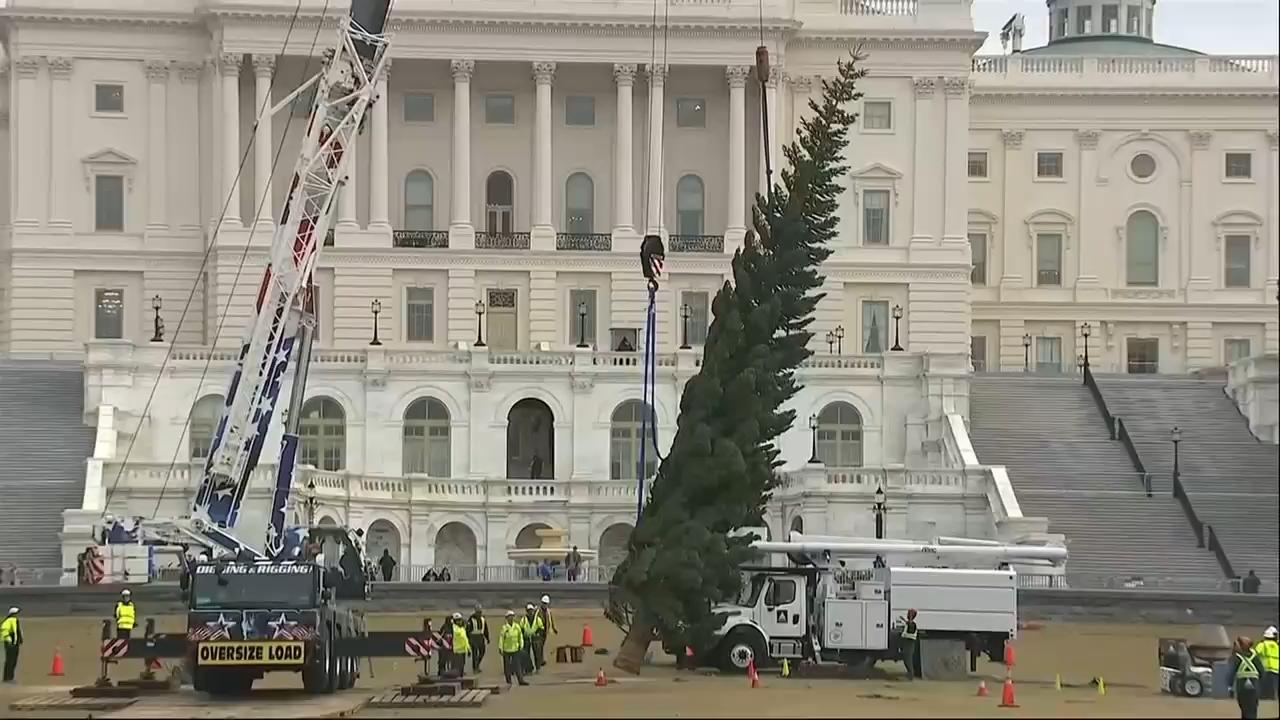 US Capitol's Christmas tree arrives from Nevada's Humboldt