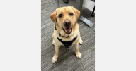 K-9 Kingsley joins Jefferson County to sniff out internet crimes against children