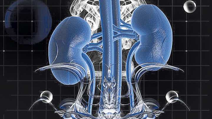Así consiguieron que el riñón de un cerdo funcionara normalmente en un trasplante