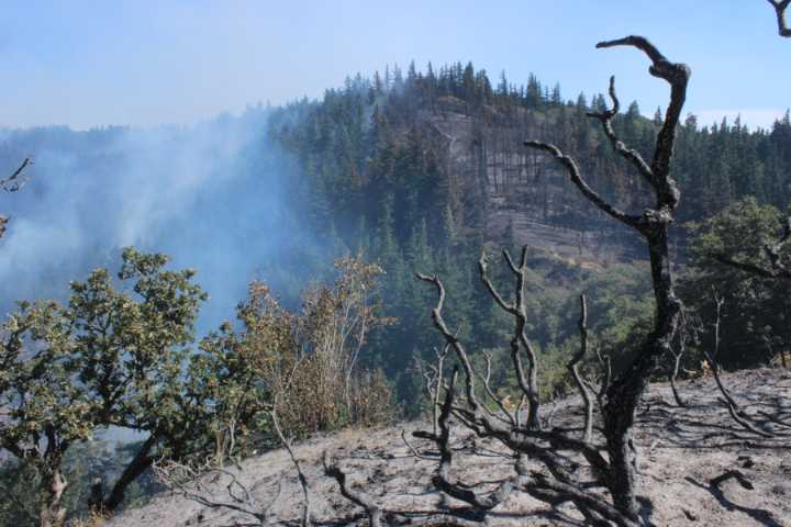Wyden, Merkley urge feds to fund Columbia River Gorge fire recovery Free