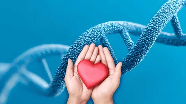 Ciencia revela cómo el corazón podría repararse tras infarto