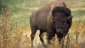 Learn about Indiana's bison and the Buffalo Trace at parks program