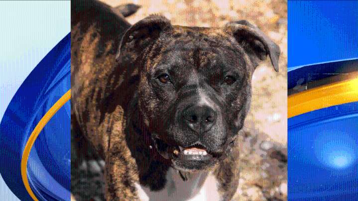 Meet Princess Fiona! News 19’s Adoptable Pet of the Week