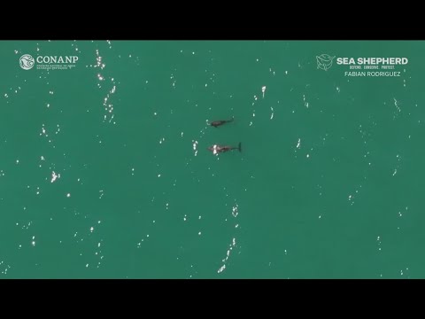 New hope for tiny Vaquita porpoises in Sea of Cortez