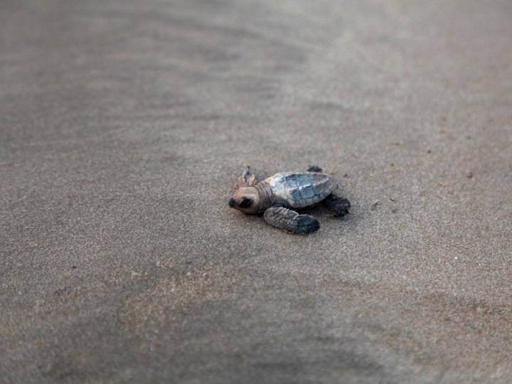A bright spot for turtles: Olive ridleys are recovering in India, but still at risk