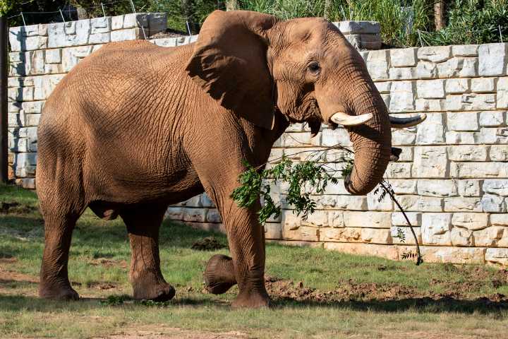 Trail to Table: How the Atlanta Beltline is feeding Zoo Atlanta’s animals