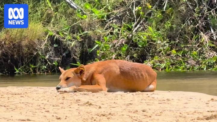 Queensland considers allowing dingoes to be kept as pets