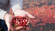 From 1890-1950s, Summerfield Twp. had a successful cranberry business