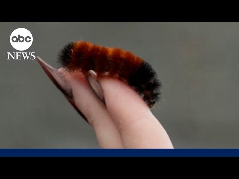 How these woolly worms are on winter weather watch