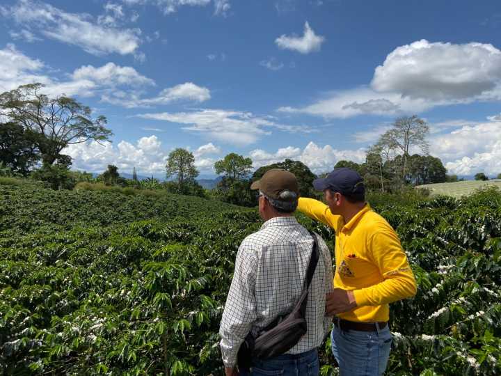 Huila mantiene el liderazgo cafetero nacional con el 19,65% de la producción del país
