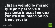 ¿Están viendo lo mismo que yo?: perro ve a paciente inusual en una clínica y su reacción no tiene precio