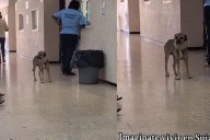 Imagínate vivir en Suiza y perderte de...perro con collarín en una clínica