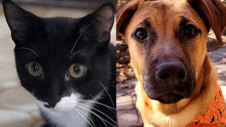 Meet the North Jersey adoptable pets of the week: Connor and Stormfly