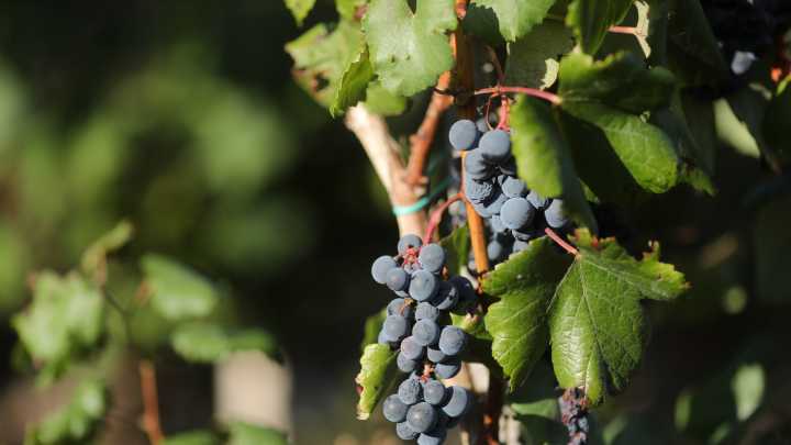 La primera Ciudad del Vino de España está en un pueblo de Galicia de tan solo 14.000 habitantes: antes que La Rioja