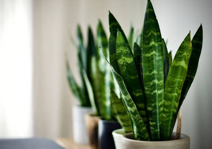 Guía para multiplicar fácilmente la Lengua de Suegra y aprovechar sus beneficios ocultos en todo tu jardín