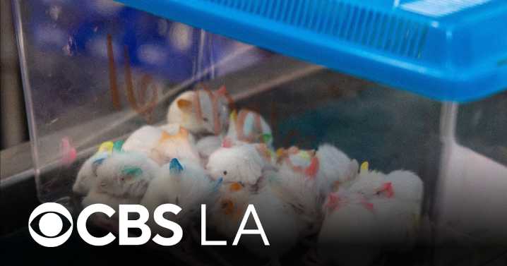 Nearly 100 mice and hamsters up for adoption after animal hoarding case in Arcadia