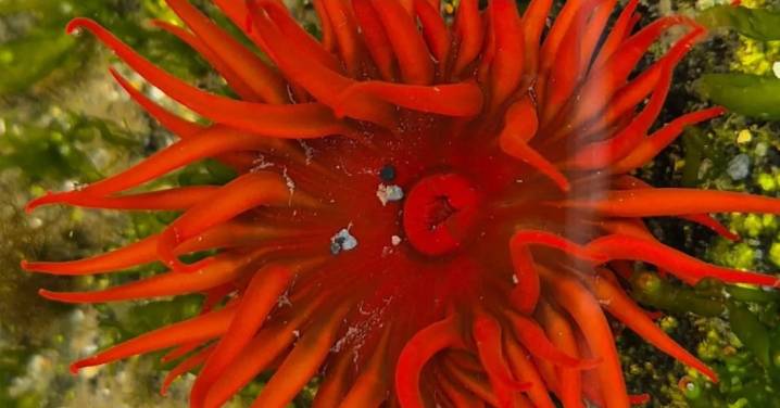 Investigadoras lideran proyecto que busca documentar presencia de especie invasora y su impacto en la biodiversidad nativa