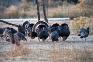 Limited-entry turkey hunting permits for spring to open in December